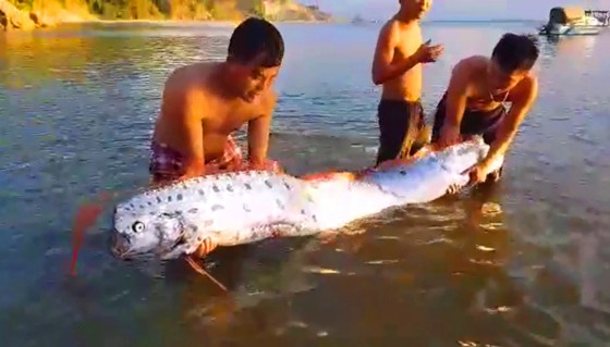 Lại xuất hiện cá mái chèo “khủng” ở bờ biển Hà Tĩnh ảnh 2