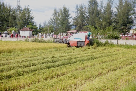 Hà Tĩnh tập trung thu hoạch lúa mùa trước khi bão Podul đổ bộ ảnh 1
