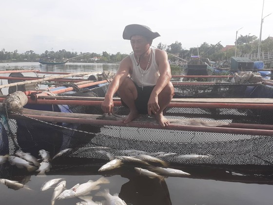 Nhận định nguyên nhân bước đầu khiến cá nuôi lồng bè chết hàng loạt ở Hà Tĩnh ảnh 4