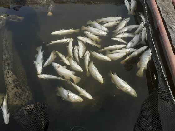Nhận định nguyên nhân bước đầu khiến cá nuôi lồng bè chết hàng loạt ở Hà Tĩnh ảnh 2
