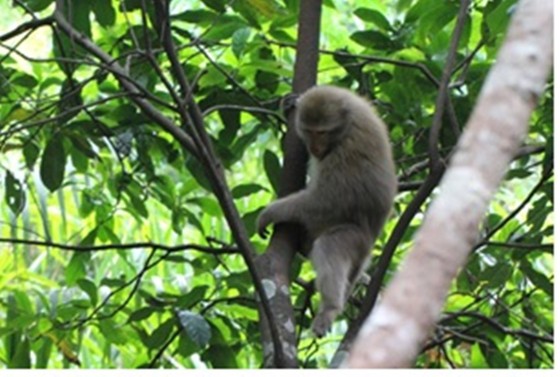 Ghi nhận 8 loài linh trưởng nguy cấp quý hiếm tại Vườn Quốc gia Vũ Quang ảnh 5
