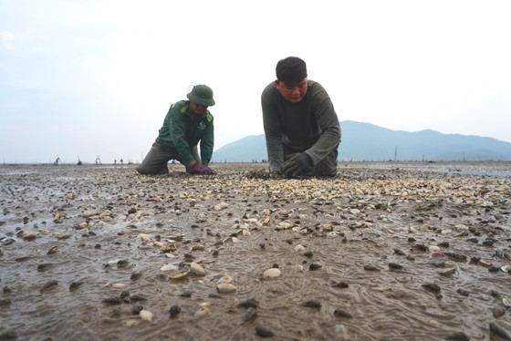 Hàng trăm tấn nghêu nuôi bị chết ở Hà Tĩnh do sốc nước ngọt sau mưa lũ ảnh 6