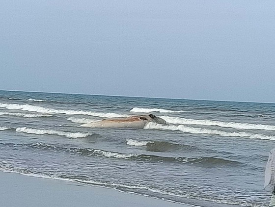 Phát hiện xác cá voi lớn trôi dạt vào bờ biển Hà Tĩnh ảnh 7