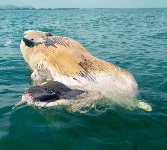 Phát hiện xác cá voi lớn trôi dạt vào bờ biển Hà Tĩnh ảnh 5