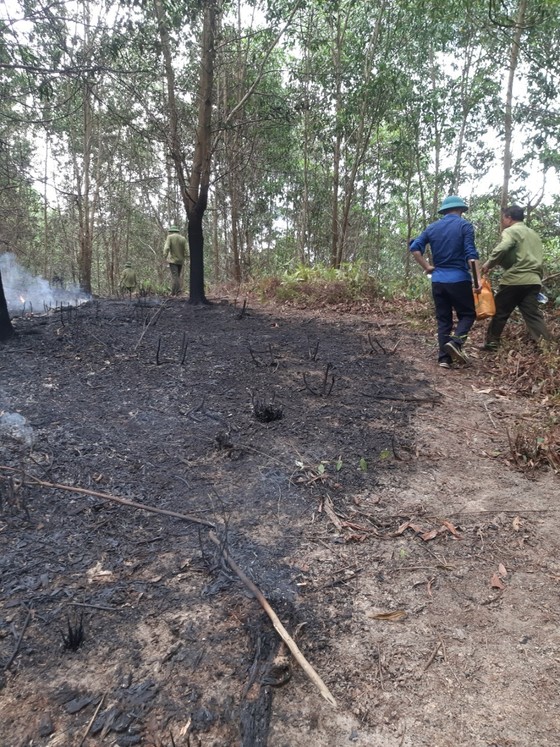 Kịp thời khống chế đám cháy tại khu vực rừng keo ở Hà Tĩnh ảnh 2