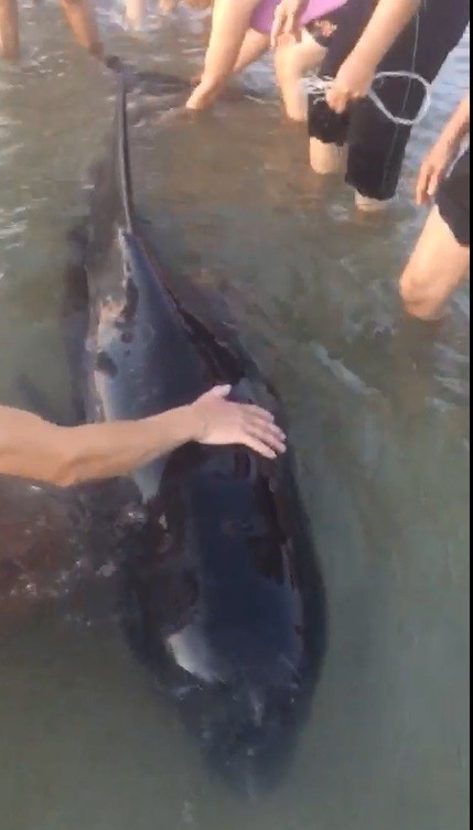 Kịp thời "giải cứu" cá voi nặng gần 200kg mắc cạn đưa trở lại biển khơi  ảnh 2