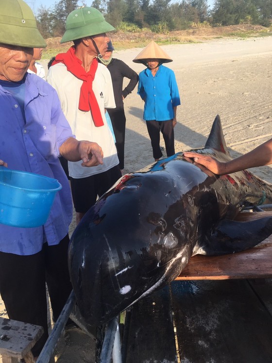 Kịp thời "giải cứu" cá voi nặng gần 200kg mắc cạn đưa trở lại biển khơi  ảnh 1
