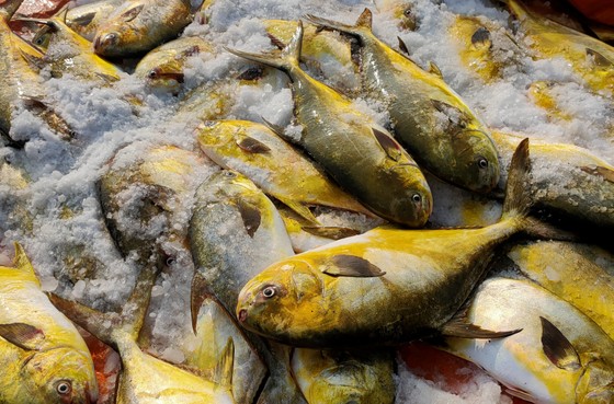 Ngư dân Hà Tĩnh trúng mẻ cá chim vây vàng khoảng 600 triệu đồng ảnh 8