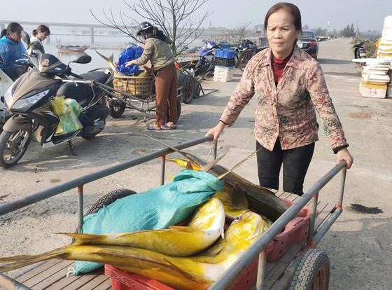 Ngư dân Hà Tĩnh trúng mẻ cá chim vây vàng khoảng 600 triệu đồng ảnh 4