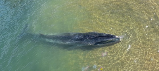 Cá voi 800kg trôi dạt vào bờ biển Hà Tĩnh ảnh 2