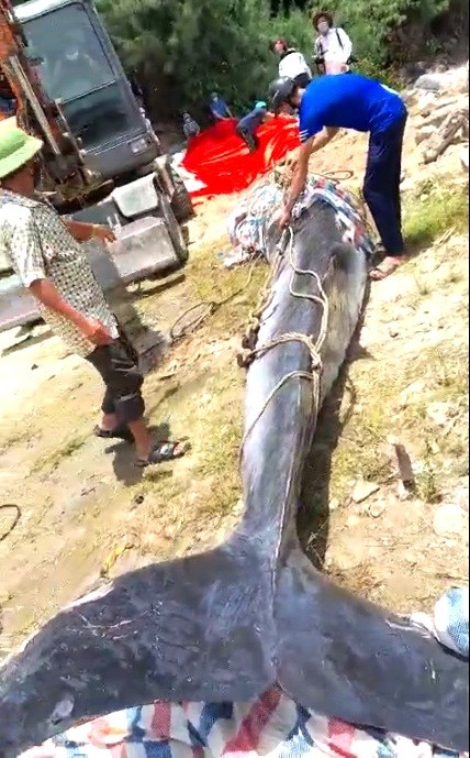 Cá voi 800kg trôi dạt vào bờ biển Hà Tĩnh ảnh 3