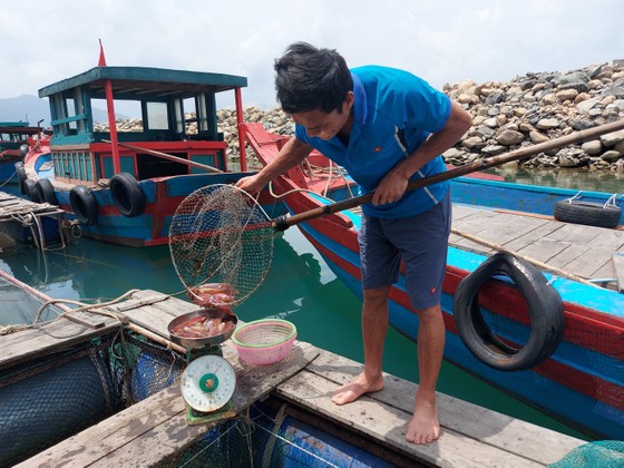 Hà Tĩnh: Mực nhảy Vũng Áng hấp dẫn du khách ảnh 2