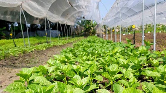 Tanifarm với ước mơ nâng tầm nông sản Việt ảnh 1