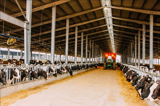 Tập đoàn TH: Ứng dụng công nghệ 4.0 vào cụm trang trại đạt kỷ lục thế giới ảnh 2