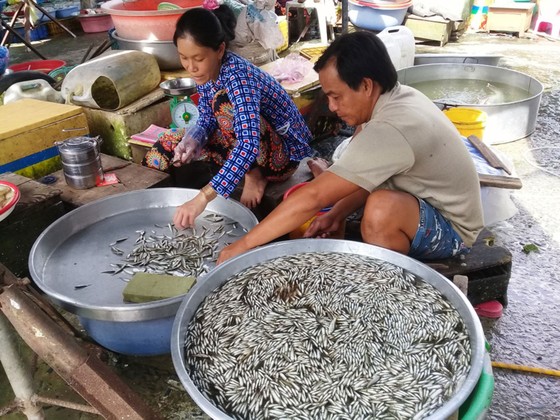 Đồng bằng sông Cửu Long: Nông dân… chờ lũ ảnh 1