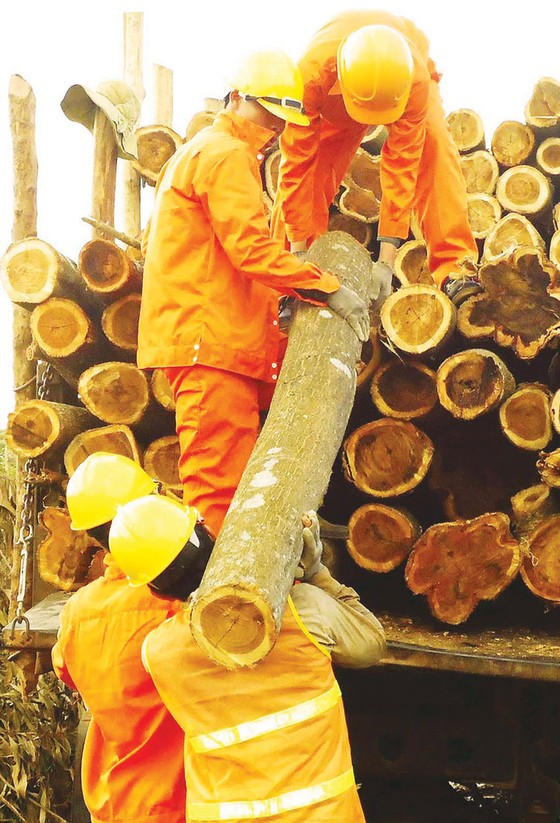 Khơi thông ngành gỗ bền vững  ảnh 3