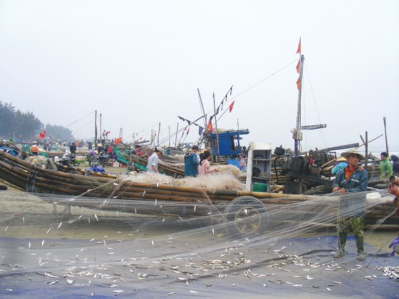 Lộc biển đầu hè ảnh 6