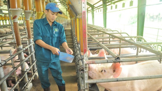 Thúc đẩy sản xuất - tiêu thụ nông sản vùng kinh tế trọng điểm phía Nam: Đề xuất các chính sách và giải pháp thực hiện ảnh 1