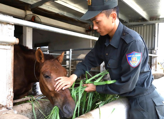 Đoàn kỵ binh trên thao trường ảnh 5