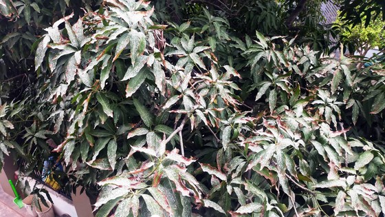Thi công chung cư “tra tấn” người dân ảnh 1