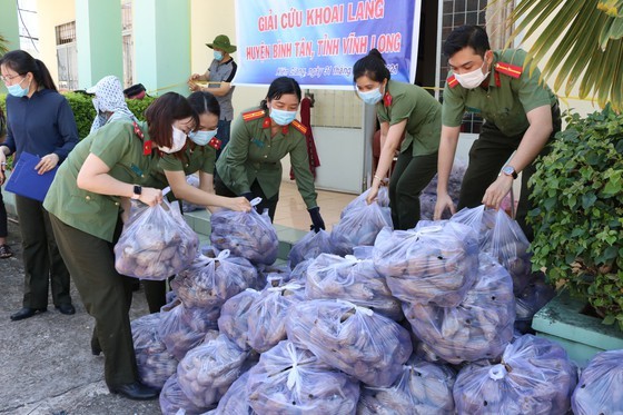 Giá khoai lang miền Tây thấp không tưởng, chỉ còn 650 đồng/kg ảnh 1