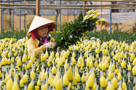 TPHCM mở cửa chợ hoa Đầm Sen 3 ngày để giải cứu hoa Đà Lạt ảnh 1