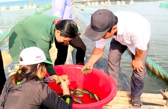 Quảng Ngãi: Giải quyết ô nhiễm môi trường bằng nuôi hải sâm ghép ảnh 1