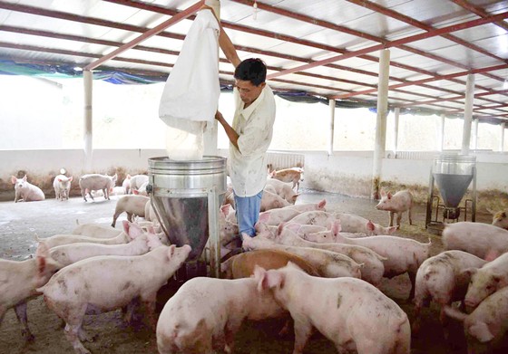 Ngăn chặn hiểm họa dịch tả heo châu Phi ảnh 2