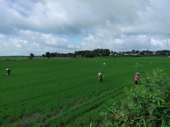 Bà Rịa - Vũng Tàu: Phát triển nông nghiệp công nghệ cao theo hướng bền vững ảnh 3