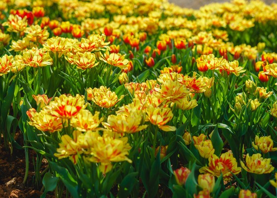 Hàng trăm ngàn du khách nô nức lên ngắm hoa tulip lần đầu xuất hiện trên đỉnh Núi Bà Tây Ninh ảnh 4