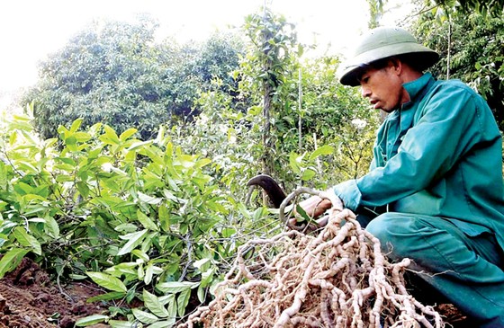 Bảo tồn và phát huy giá trị cây thuốc Việt - Bài 1: “Vàng xanh” đang cạn kiệt ảnh 2