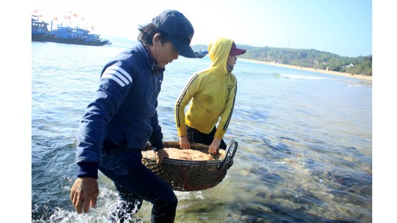 Chộn rộn mùa ruốc ảnh 1
