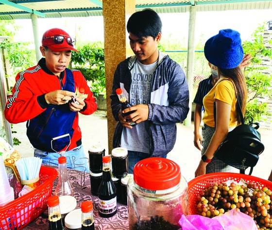Khởi nghiệp trồng nho ở xứ Dừa ảnh 7