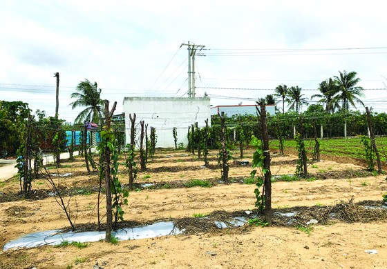 Khởi nghiệp trồng nho ở xứ Dừa ảnh 5