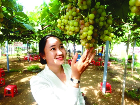 Khởi nghiệp trồng nho ở xứ Dừa ảnh 1
