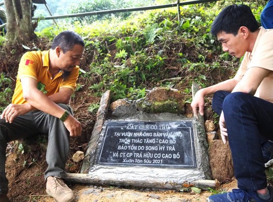 Bảo tồn cây chè cổ thụ tại vùng trà Cao Bồ, tỉnh Hà Giang ảnh 2
