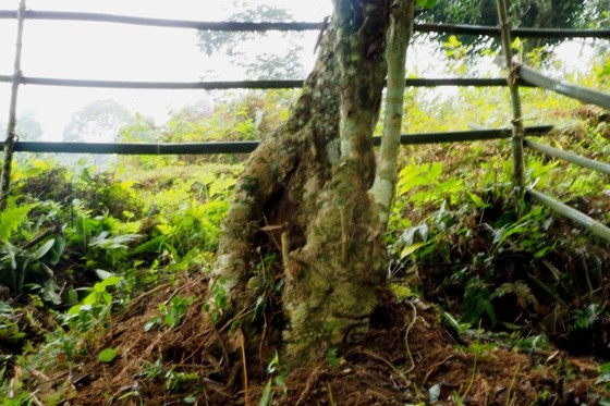 Bảo tồn cây chè cổ thụ tại vùng trà Cao Bồ, tỉnh Hà Giang ảnh 1