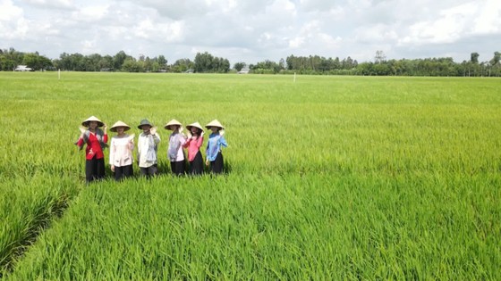 Đẩy mạnh liên kết sản xuất gạo chất lượng cao ảnh 1