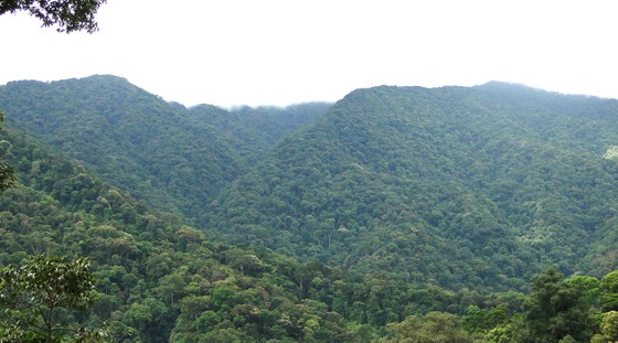 Dưới tán rừng già ảnh 1