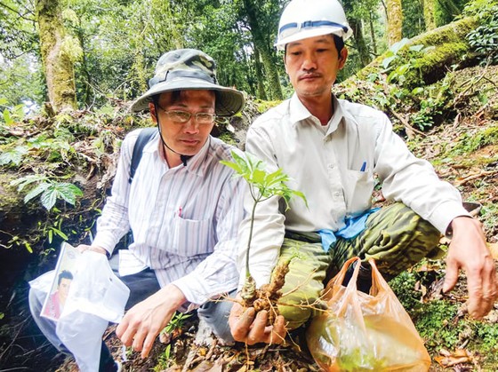 Một củ sâm Ngọc Linh 7 năm tuổi được nhân giống trên đỉnh Trà Linh (Nam Trà My, Quảng Nam). Ảnh: NGUYÊN KHÔI