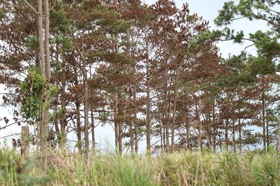 Rừng thông ở Lâm Đồng lại bị đầu độc, chết khô ảnh 6
