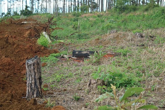 Rừng thông ở Lâm Đồng lại bị đầu độc, chết khô ảnh 11