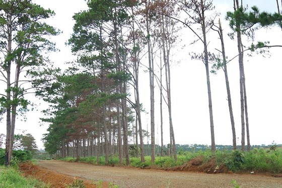 Rừng thông ở Lâm Đồng lại bị đầu độc, chết khô ảnh 7