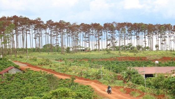 Rừng thông ở Lâm Đồng lại bị đầu độc, chết khô ảnh 14