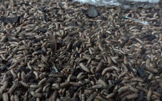 Trong suy nghĩ của nhiều người, ruồi là loài côn trùng không mấy sạch sẽ. Thế nhưng, nuôi ruồi đã giúp chàng kỹ sư bỏ túi gần 80 triệu đồng mỗi tháng. (Ảnh: Thanh Niên)