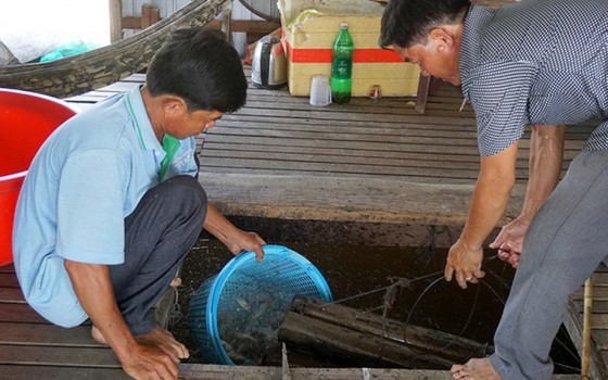 Việc phát triển mô hình nuôi cá heo đuôi đỏ bước đầu mang lại hiệu quả kinh tế cao cho gia đình ông Hồ Văn Nhiều ở huyện Phú Tân, tỉnh An Giang. Giá bán của loại cá này khá cao, từ 290.000 - 360.000 đồng/kg, mang lại nguồn thu nhập cao cho gia đình. (Ảnh: Dân Việt)