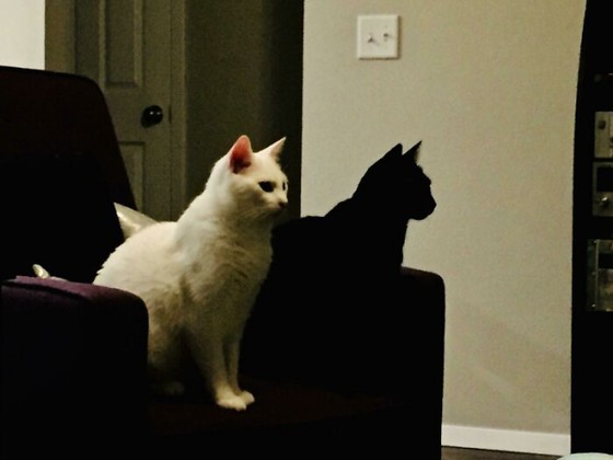Chú mèo đen ngồi cạnh trông như thể cái bóng của chú mèo trắng.