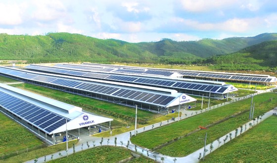 Vinamilk nhập khẩu hơn 2.100 bò sữa HF thuần chủng từ Hoa Kỳ ảnh 1