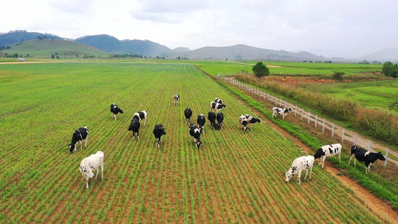 Siêu dự án trang trại của Vinamilk tại Lào sẽ 'cho sữa' vào đầu năm 2022 ảnh 2