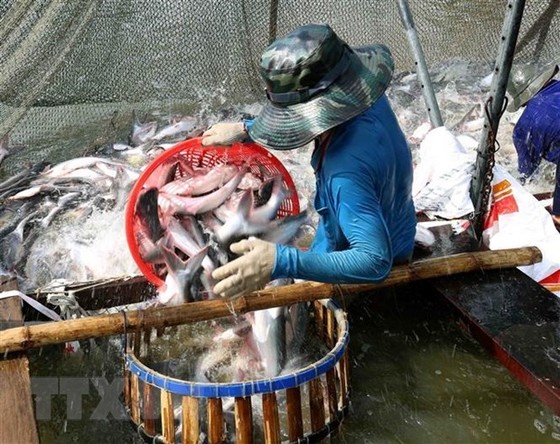 Tháo gỡ khó khăn cho các doanh nghiệp sản xuất và chế biến cá tra hình ảnh 2 Thao go kho khan cho cac doanh nghiep san xuat va che bien ca tra hinh anh 2